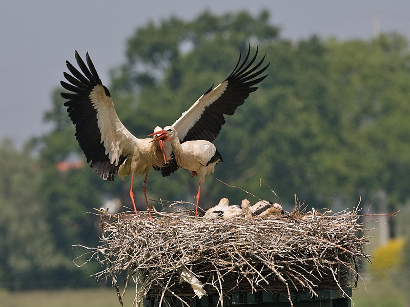 Ciconia ciconia Ooievaar White Stork